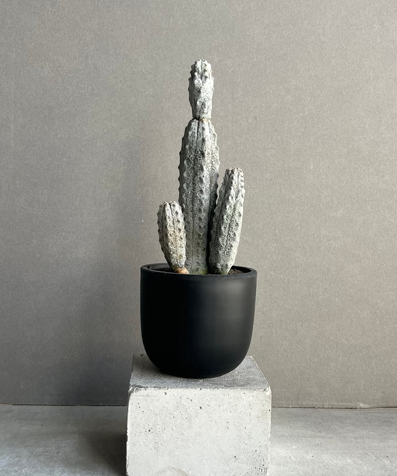 ユーフォルビア アブデルクリ「Euphorbia abdelkuri 」86N | SHOUC