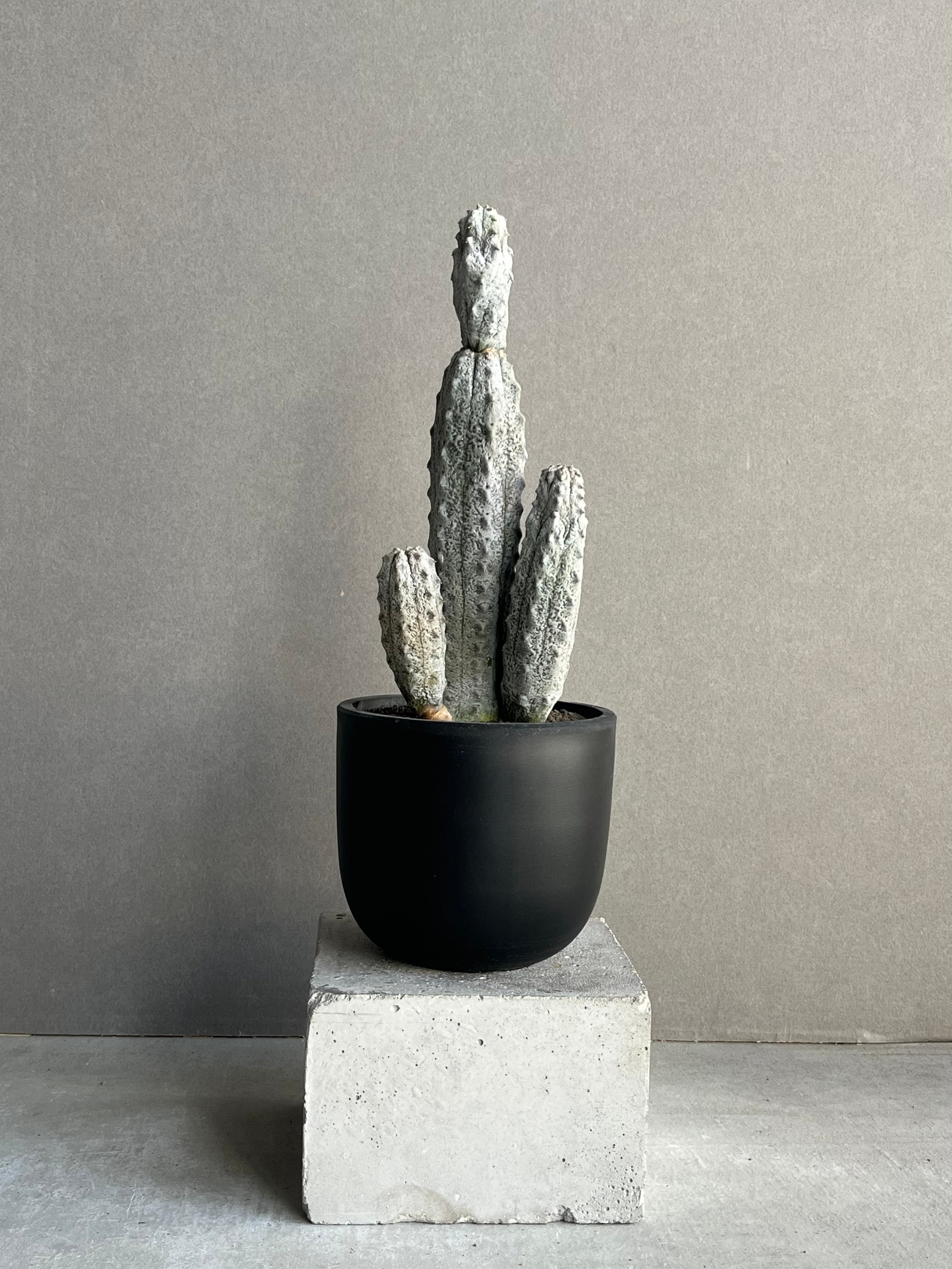 士*栽様 Euphorbia abdelkuri ユーフォルビア　アブデルクリ original