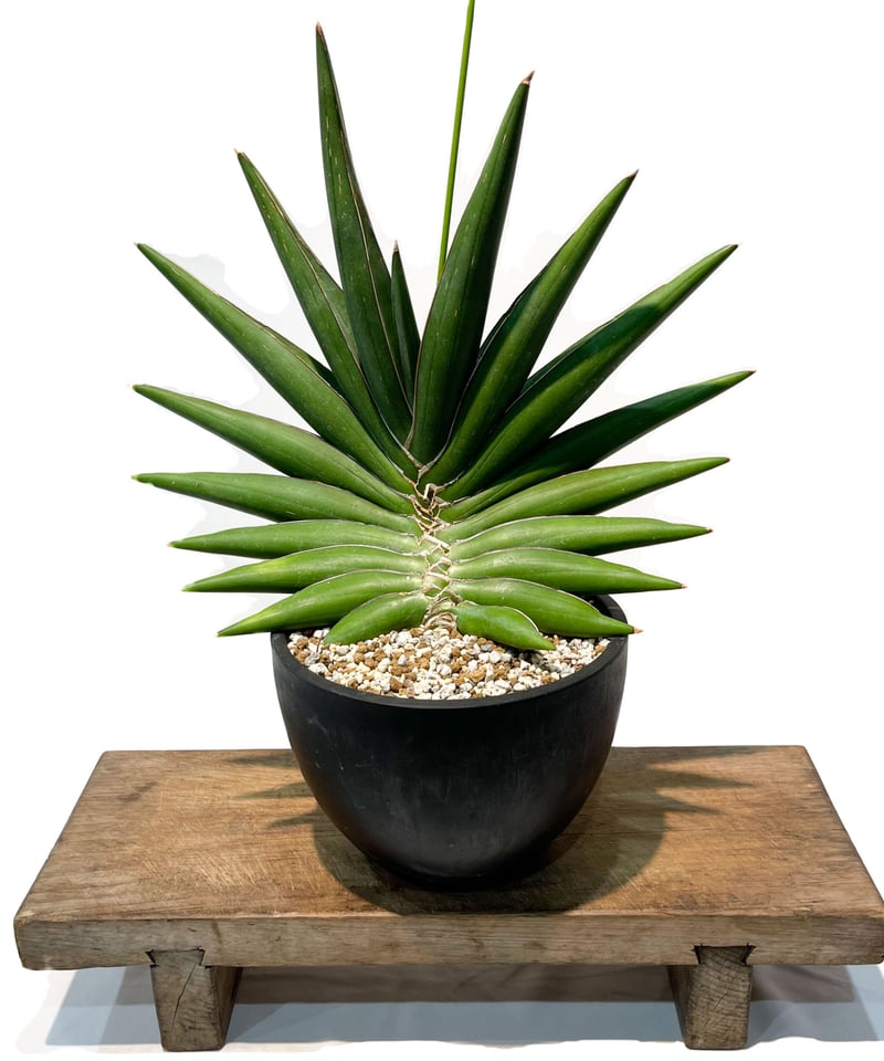 サンスベリア Sansevieria Sandee B サンスベリア Sansevieria Sandee B