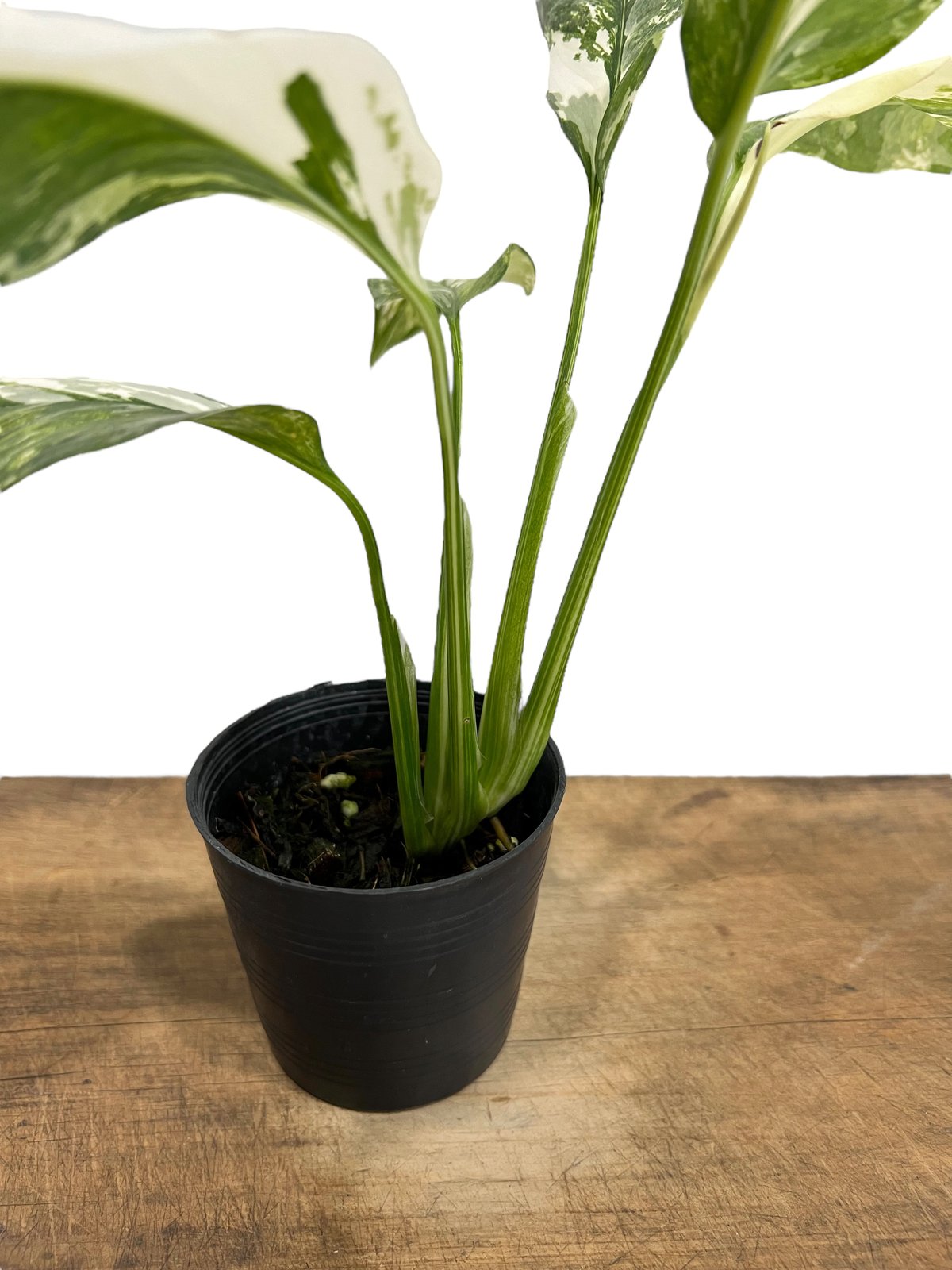モンステラ レクレリアナ 斑入 「Monstera lechleriana variegata