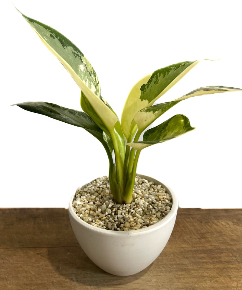 激レア　アグラオネマ　Aglaonema ゾリナ Zorina 激レア アグラオネマ Aglaonema ゾリナ Zorina