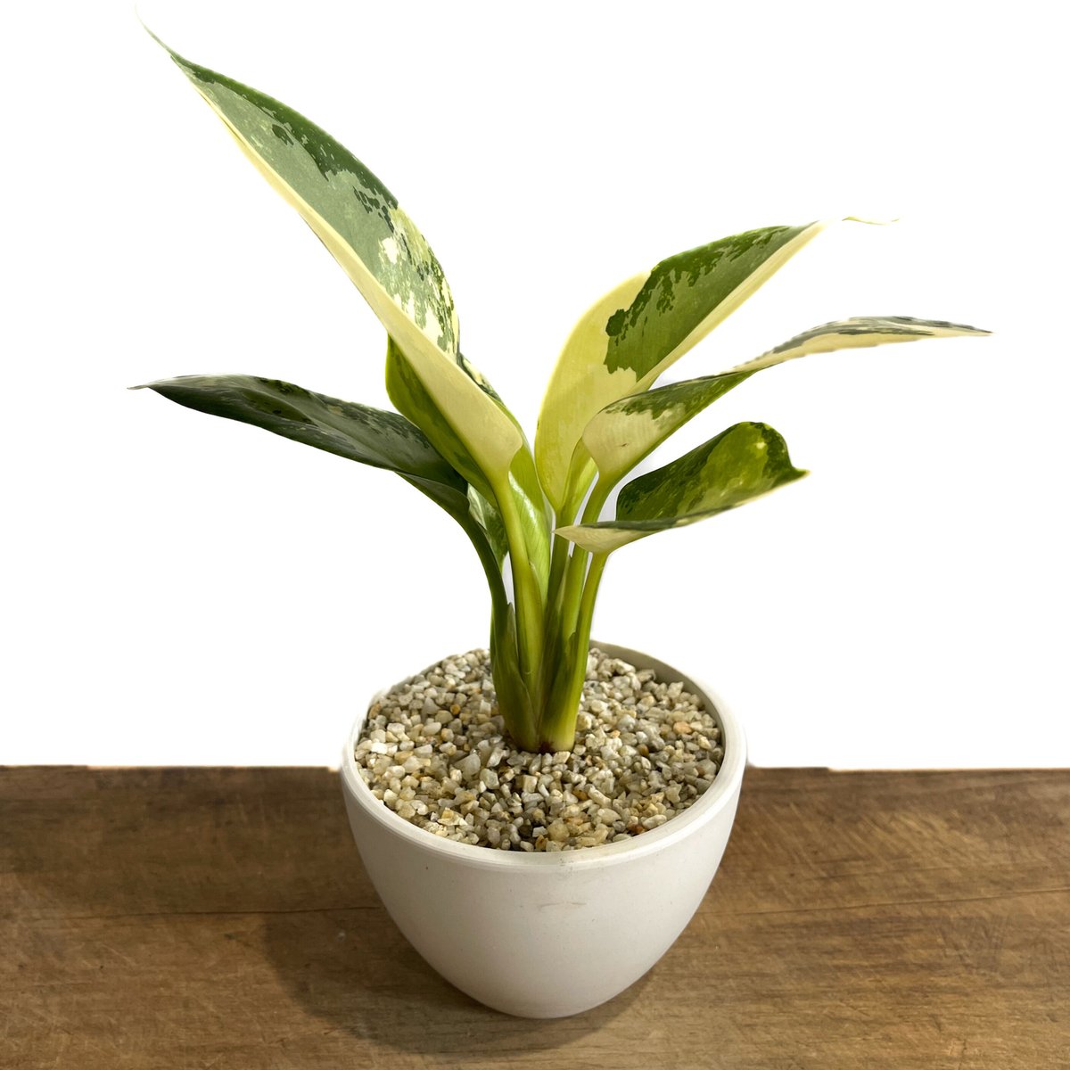 アグラオネマ アグラオネマ レッドマッシュルーム | GREEN LUCK