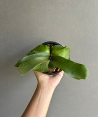 ビカクシダ P.willinckii cv. North Star Sporeling ビカクシダ ウィリンキー cv. ノース スター スポアリング