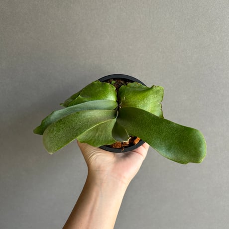 ビカクシダ、Aプラス　nano③ペドロ①Shishi出品 ビカクシダ、Aプラス nano③ペドロ①Shishi出品 ビカクシダ、A