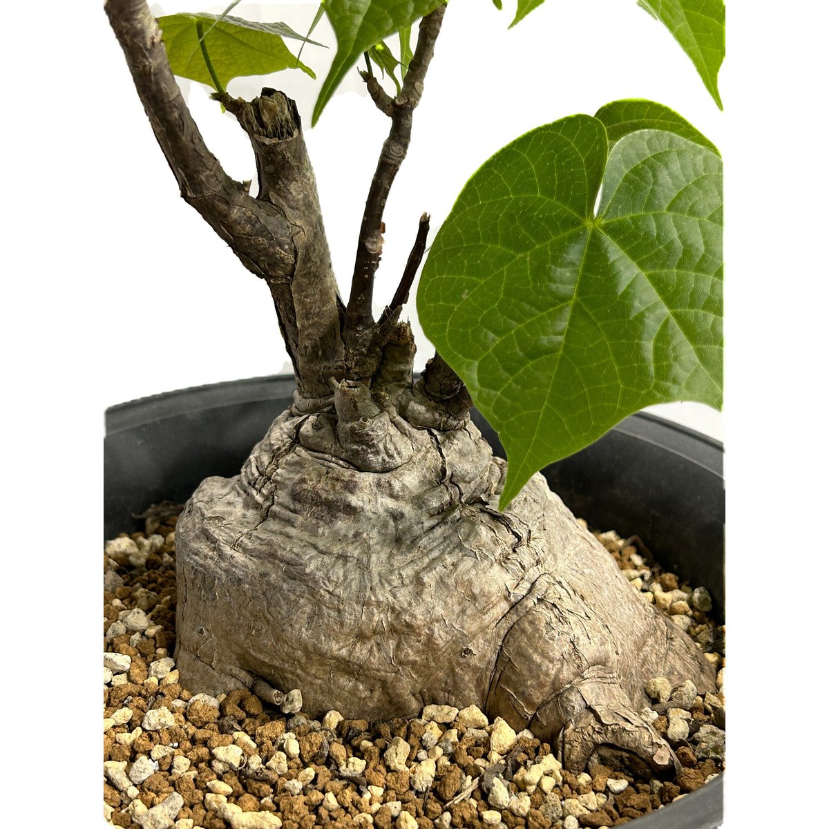 フィルミアナ コロラータ「 Firmiana colorata」5/29-646 | SHOU