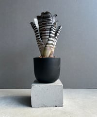 ビカクシダ スリナリウム（P. コロ ナリウムxP.ワンダエ