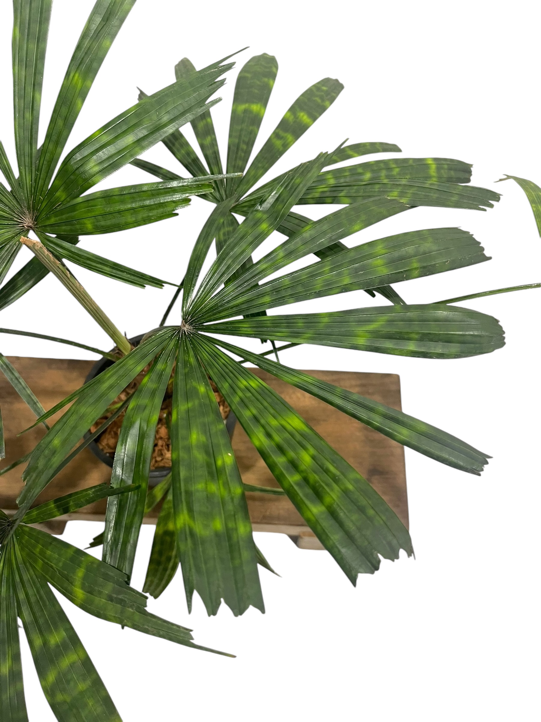 マプー 稀少ヤシLicuala mattanensis Mapu リクアラ マッタネンシス マプ 「Licuala mattanensis 'Mapu' 」18