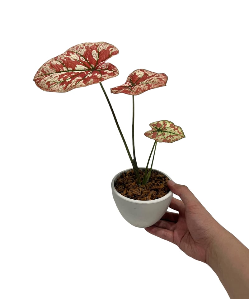 カラジューム ハイブリッド “選抜個体”「 Caladium Hybrid “Select”」