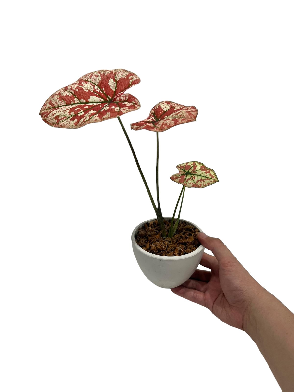 カラジューム ハイブリッド “選抜個体”「 Caladium Hybrid “Select”」