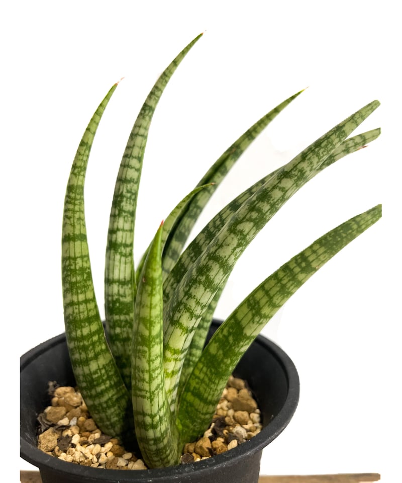 サンスベリア・ディアブロ Sansevieria Diablo サンスベリア・ディアブロ Sansevieria Diablo - メルカリ