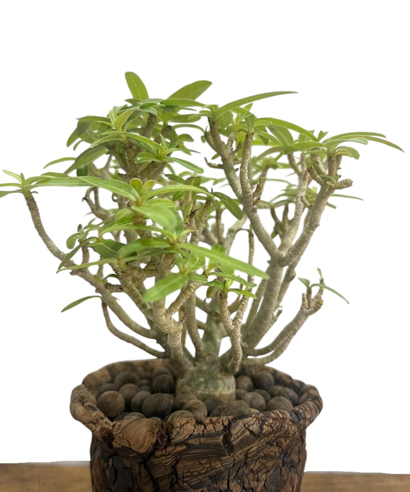 アデニウム オベスム 選抜個体 接木 + plantsmonsters pot 「Adeniu