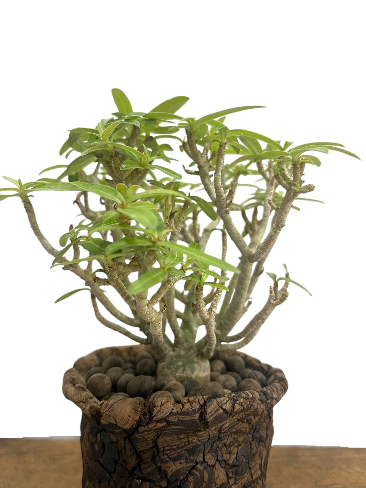 アデニウム オベスム　盆栽仕立て アデニウム・オベスム Table-L | 観葉植物の通販 AND PLANTS (アンド