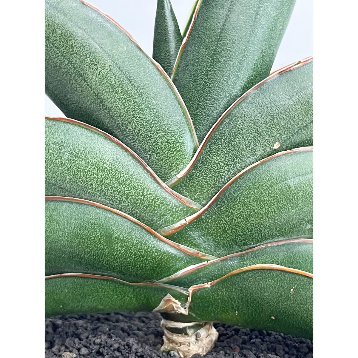 サンセベリア サワディー 「Sansevieria Sawasdee」27C-2 | SHOU サンセベリア サワディー 「Sansevieria Sawasdee」27C-2 | SHOU