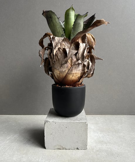 超希少　斑入りオヒルギ 超希少 斑入りオヒルギ