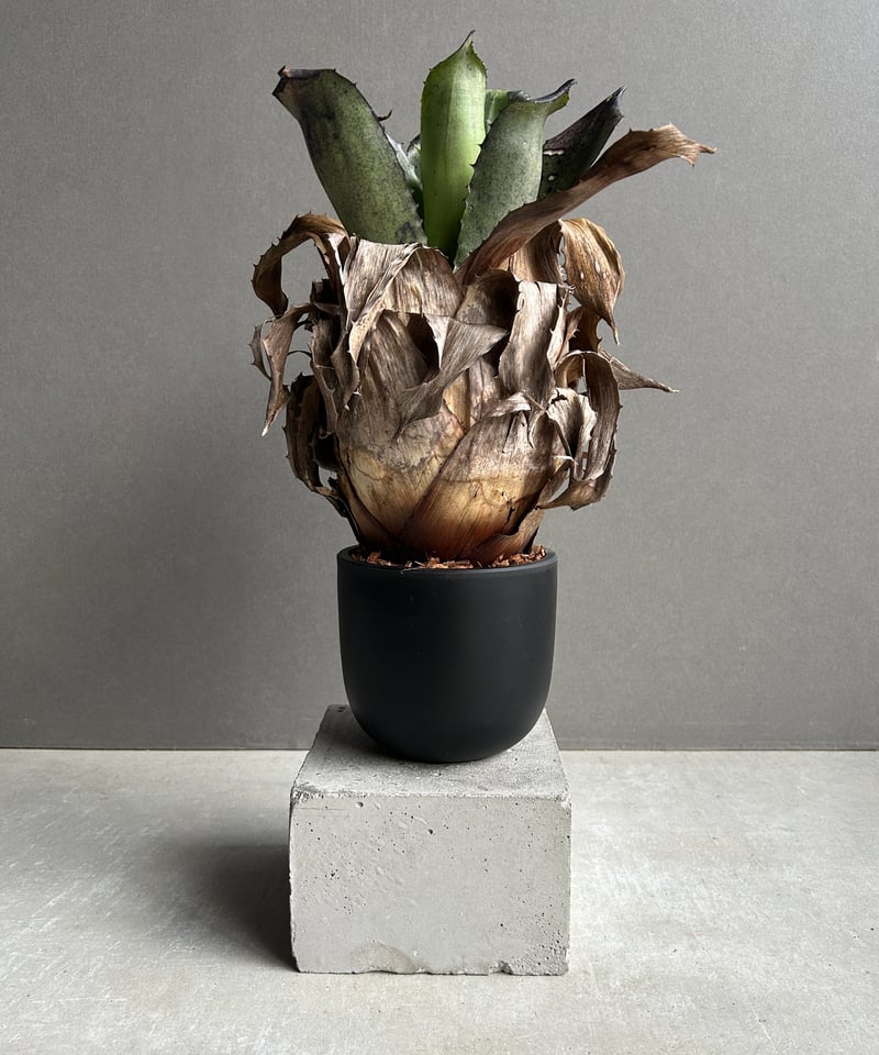 Art Fusion ボディビルダ一のタフな体つきの珍しい彫像 024ef8c1436c84df4b6599f8dd87f1