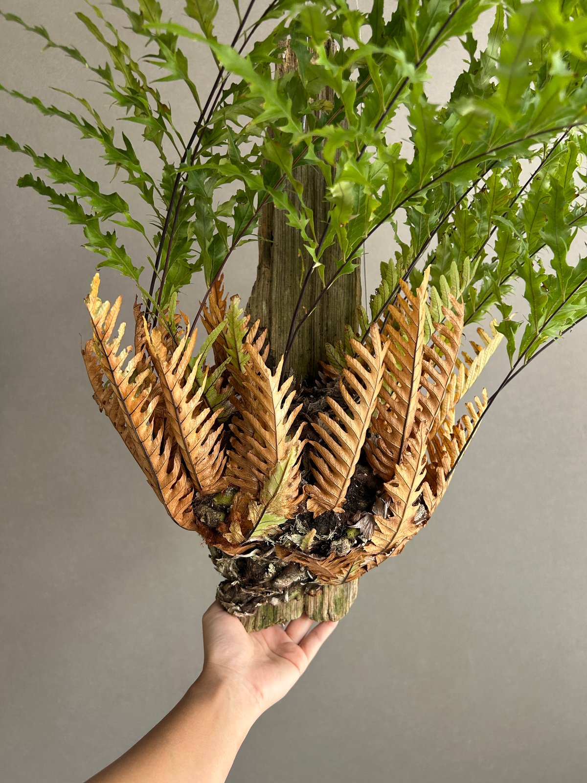 ドリナリア リギデュラ「Drynaria rigidula」5L | SHOUCHIKUEN