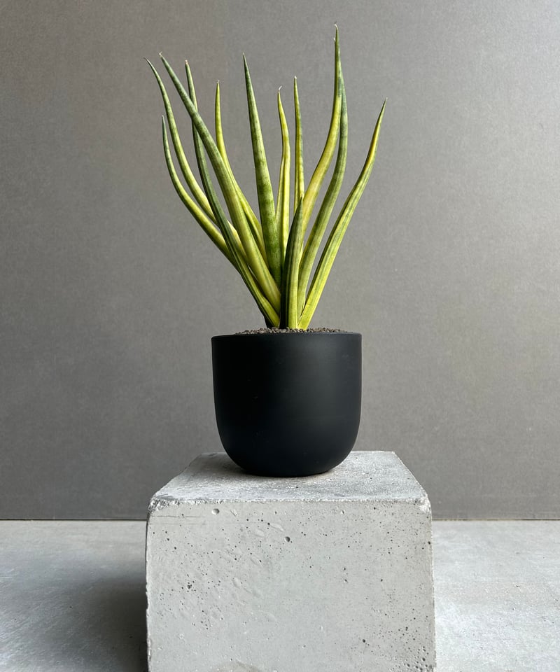 EMP サンセベリア ブンルートーチ斑入り / SA409 EMP サンセベリア ブンルートーチ斑入り / SA409