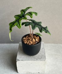 サンセベリア ニラパット(ドワーフ) 「Sansevieria Nilaphat (by Un