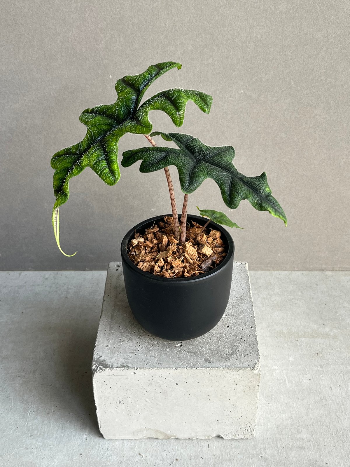 アロカシア ジャックリン「Alocasia Jacklyn」94N | SHOUCHIKUEN