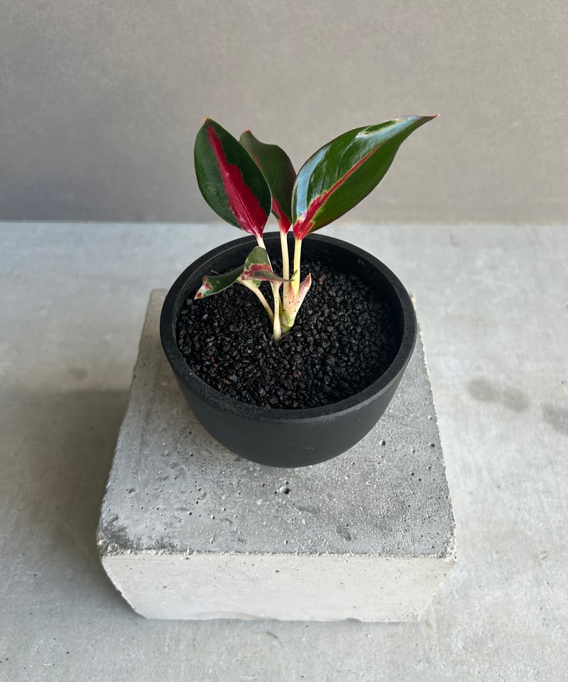 アグラオネマ レッドサンダー 「Aglaonema Red Thunder」72J | SHO