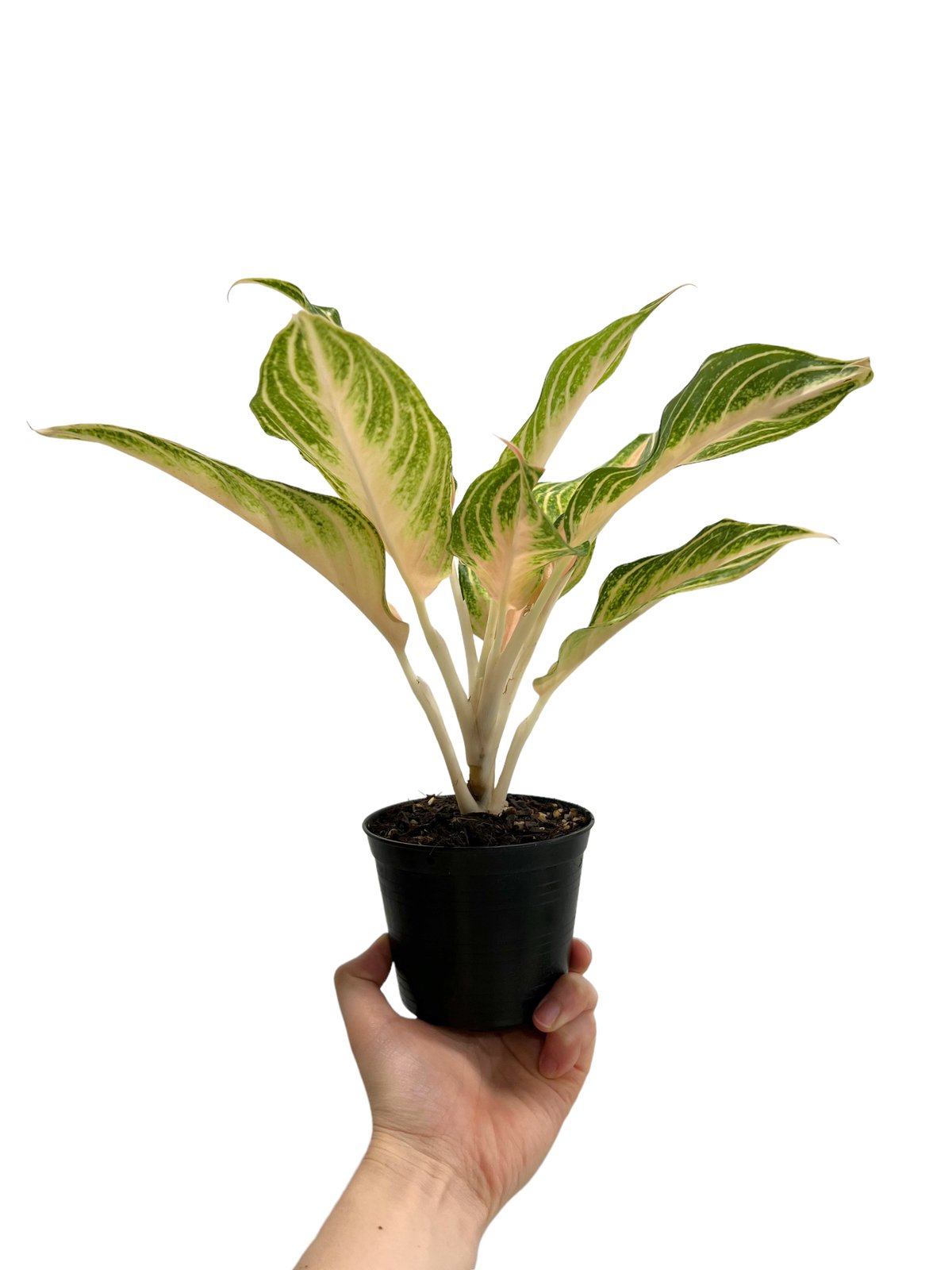 アグラオネマ ピーチ パナマ 「Aglaonema Peach Panama」49L | S アグラオネマ ピーチ パナマ 「Aglaonema Peach Panama」49L | S