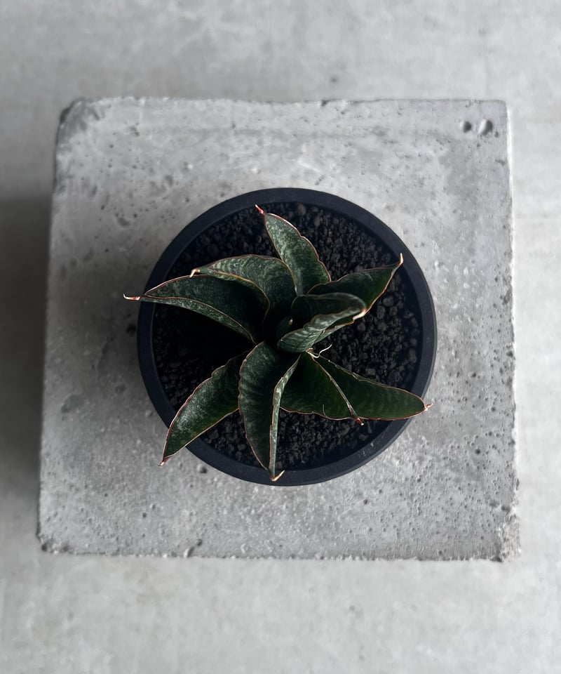 サンセベリア カミナリ 「Sansevieria KAMINARI “雷”」9D | SHOU