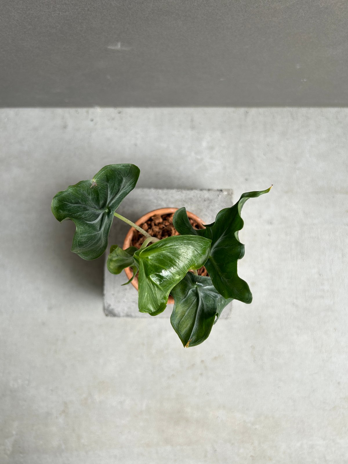 アロカシア フラミンゴ “変異種”+terracotta pot 「Alocasia Flam