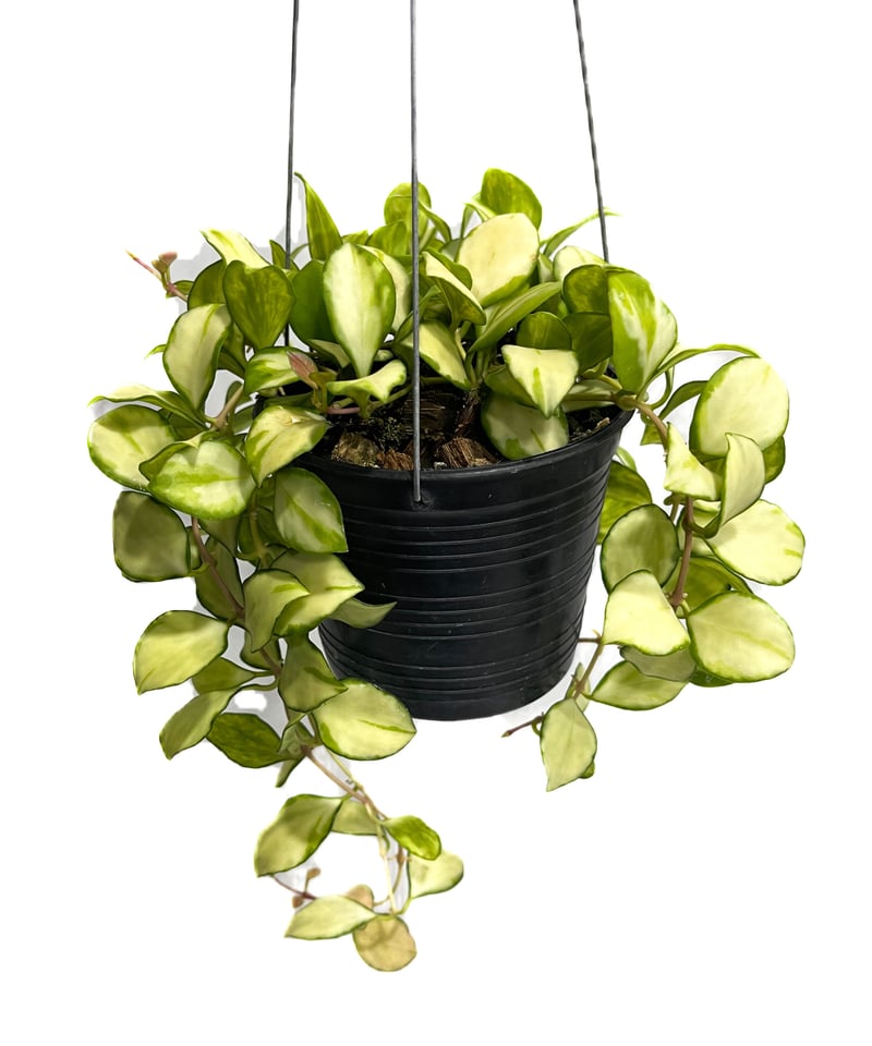 ホヤ ヘウスケリアナ 斑入「Hoya heuschkeliana var.」5/2-441M