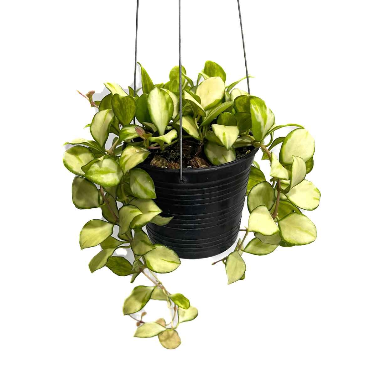 ホヤ　ヘウスケリアナ　③ 楽天市場】【選べる現品発送】観葉植物 ホヤ ヘウスケリアナ