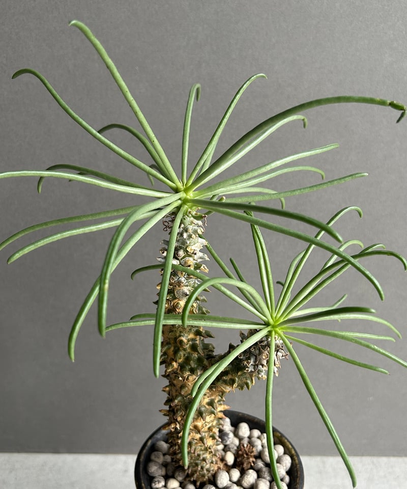 チレコドン ワリチー+ YON-HACHI「Tylecodon wallichii」47L |