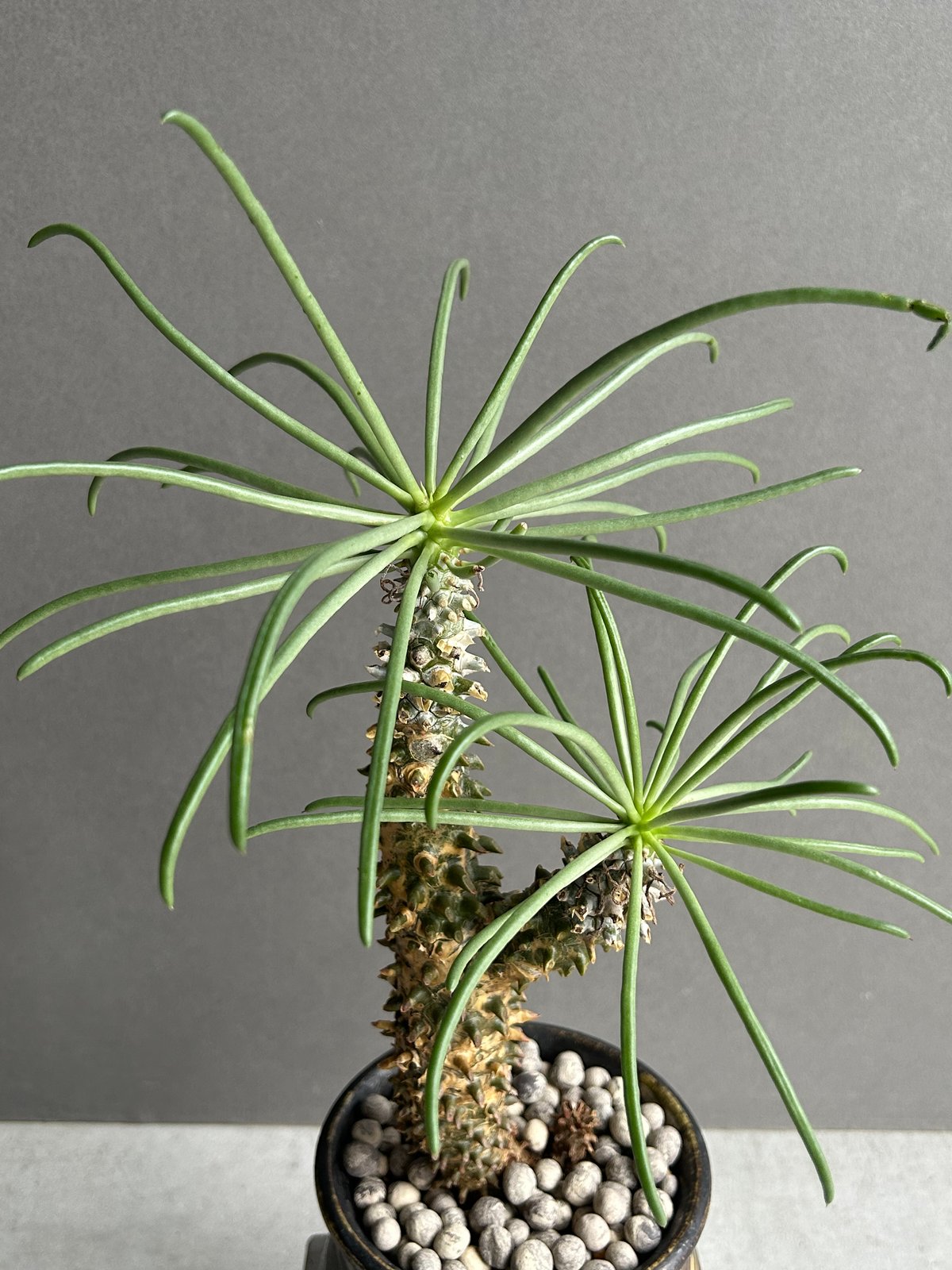 チレコドン ワリチー+ YON-HACHI「Tylecodon wallichii」47L |