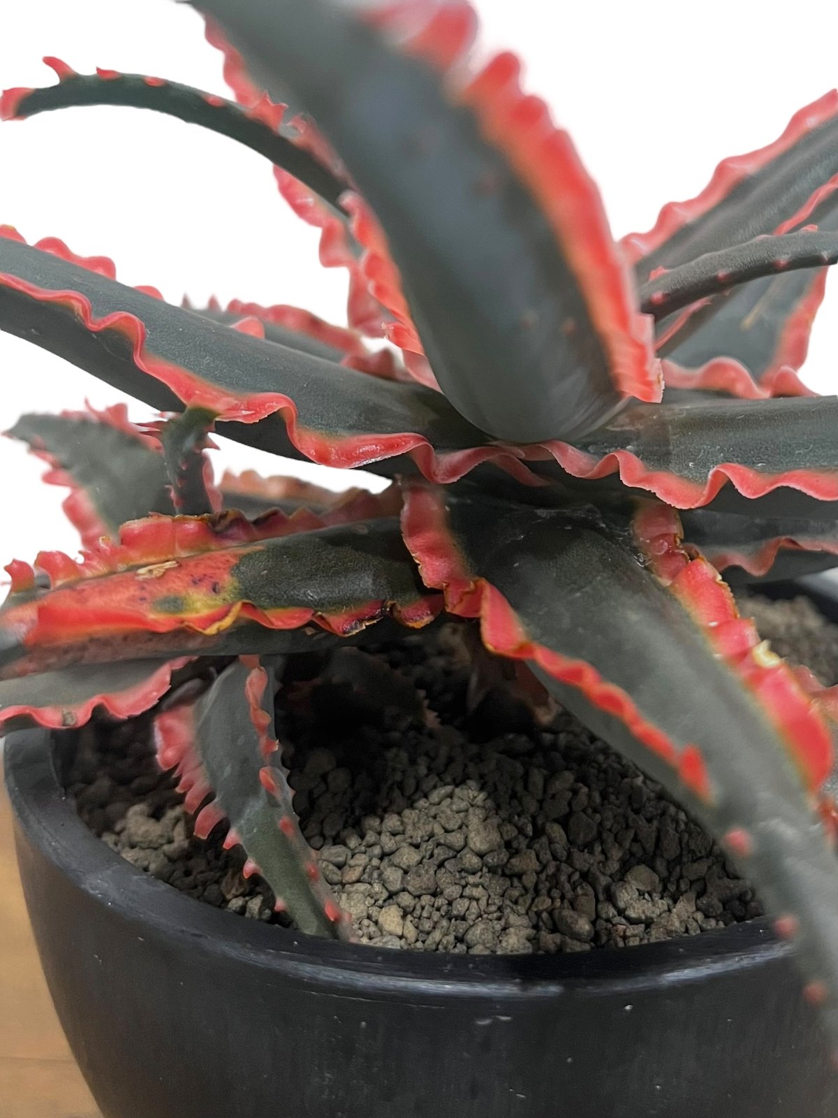 アロエ ハイブリッド “選抜個体” 「Aloe Hybrid “Select アロエ ハイブリッド “選抜個体” 「Aloe Hybrid “Select