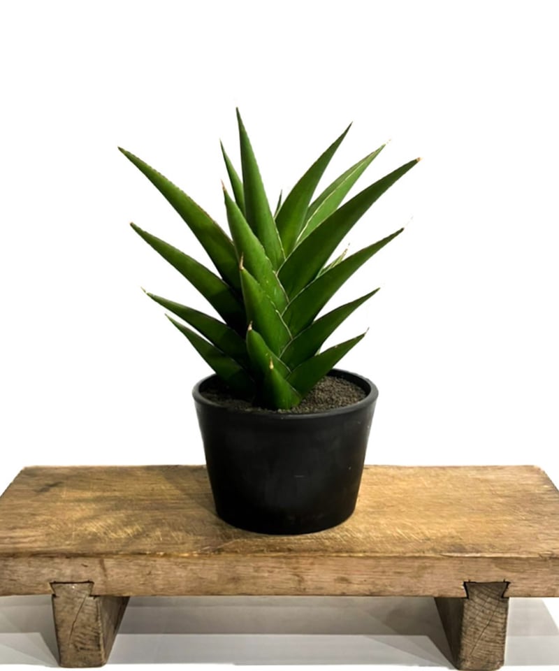 バリアル　ウッドノブ　サンバーストグリーン DRT バリアルノブ バリアルハンドル ウッドノブ サンバースト