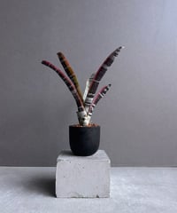 EMP サンセベリア スリ パトゥム Sri pathum / SA351 EMP サンセベリア スリ パトゥム Sri pathum / SA351 EMP サンセベリア