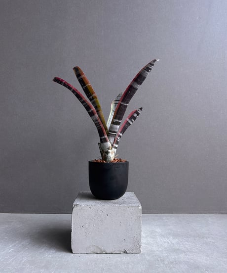 CATEGORY タンクブロメリア | SHOUCHIKUEN