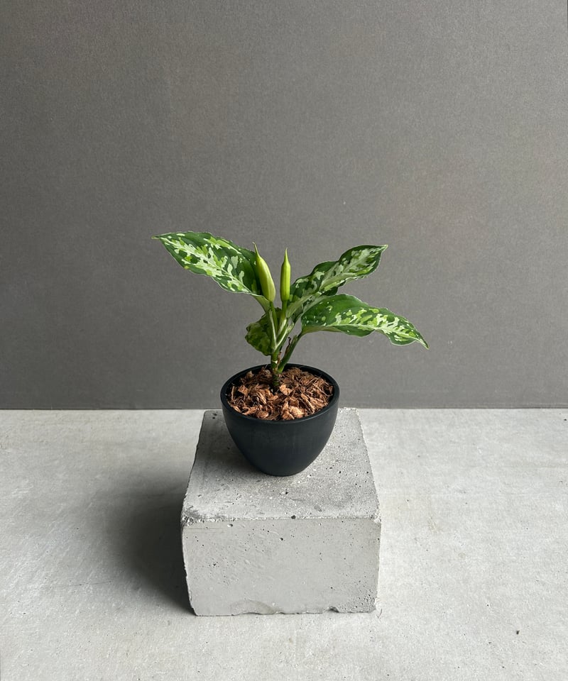 アグラオネマ ピクタム トリカラー 「Aglaonema pictum tricolor 」9