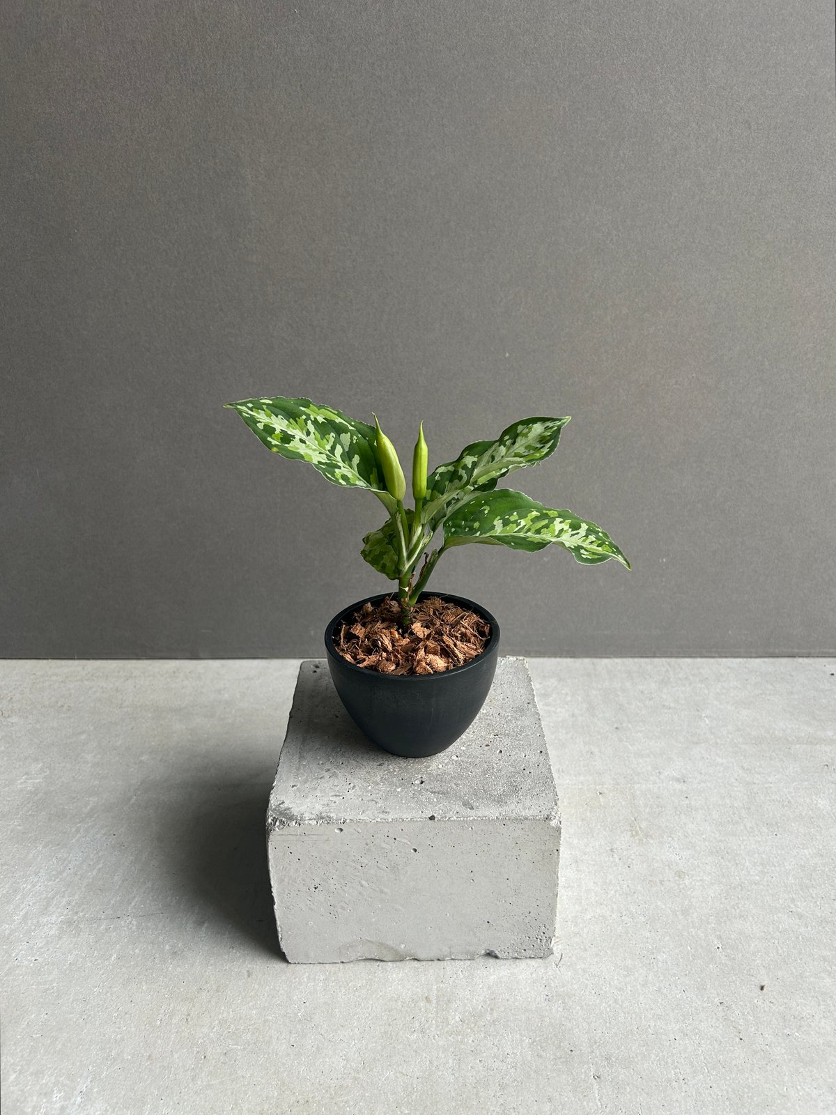 アグラオネマ ピクタム トリカラー 「Aglaonema pictum tricolor 」9