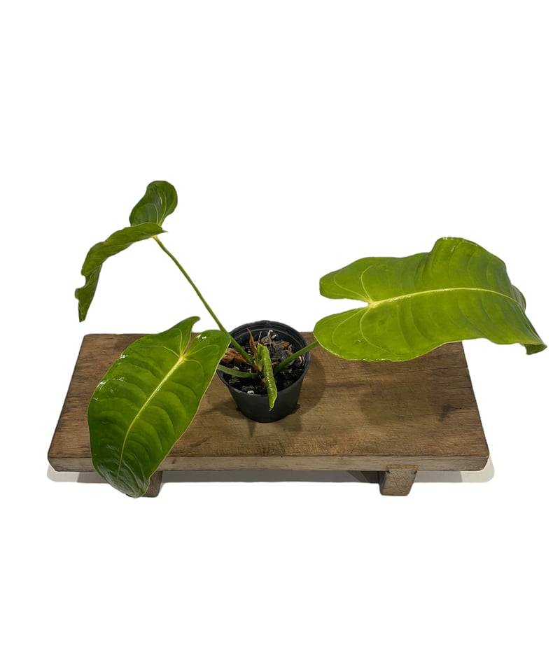 アンスリウム ベイチー 「Anthurium veitchii」30N | SHOUCHIKUEN