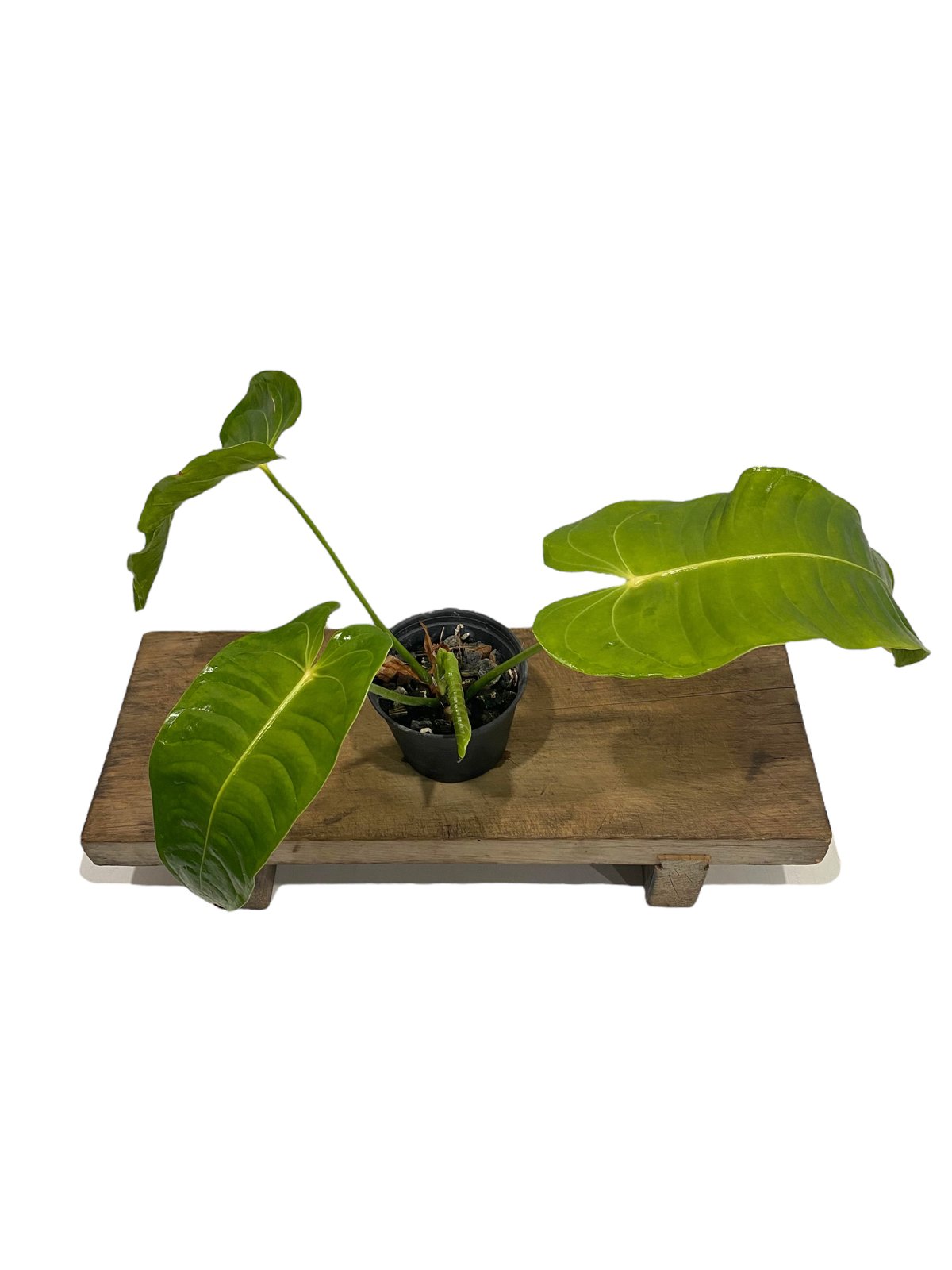 アンスリウム ベイチー 「Anthurium veitchii」30N | SHOUCHIKUEN