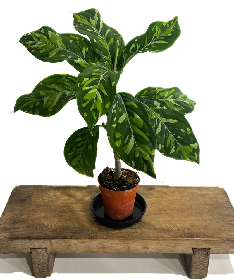 アグラオネマ ピクタム トリカラー “選抜個体”「Aglaonema pictum trico