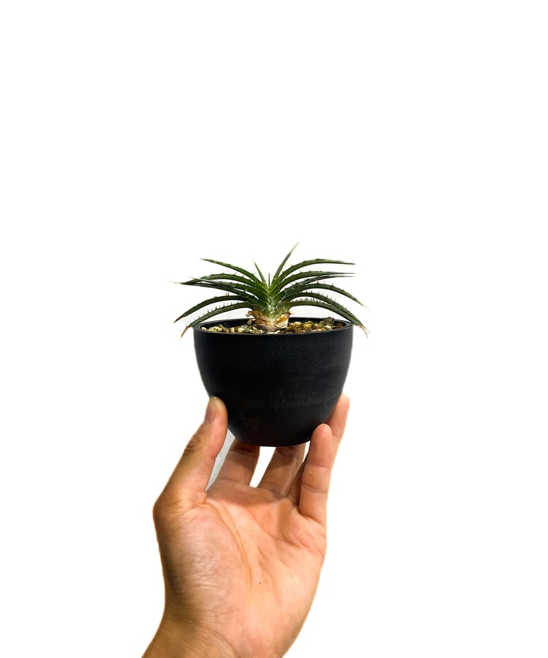 ディッキア スマイル (ドワーフ タイプ ハイブリッド)「Dyckia Smile