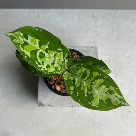 アグラオネマ | STORES