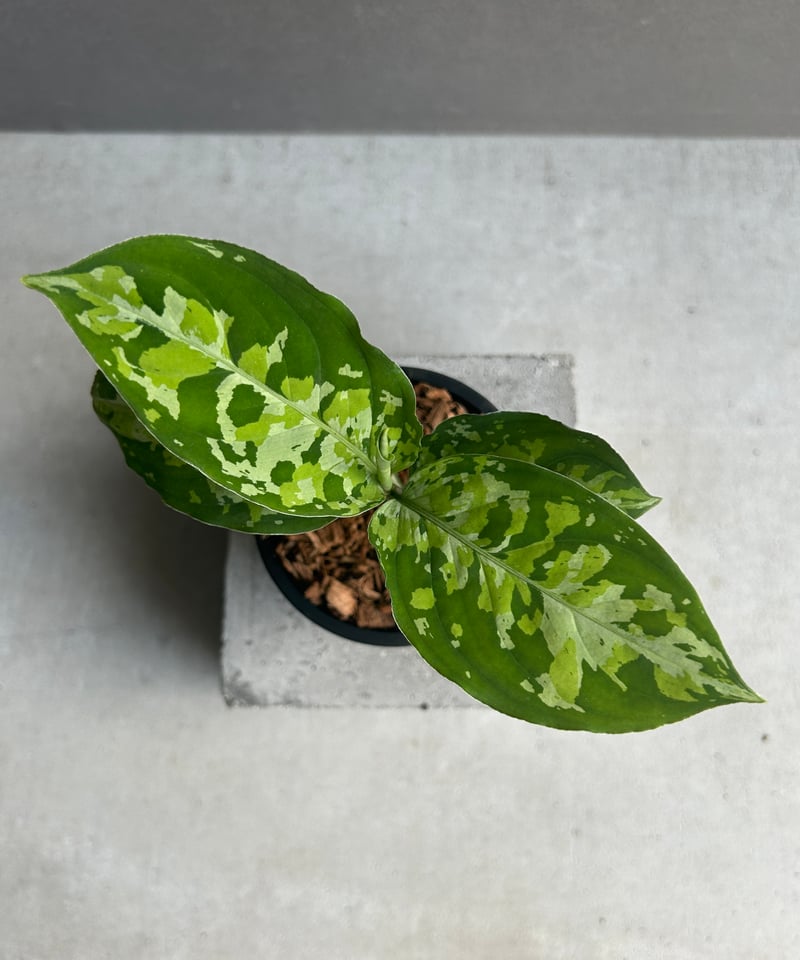 アグラオネマ ピクタム トリカラー 「Aglaonema pictum tricolor 」1