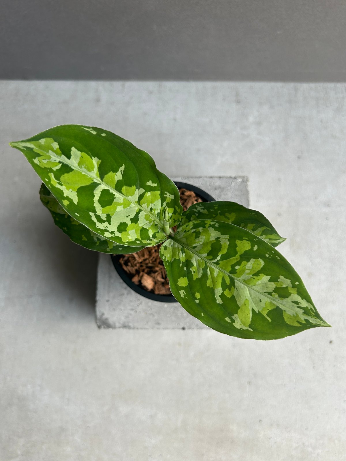 アグラオネマ ピクタム トリカラー 「Aglaonema pictum tricolor 」1