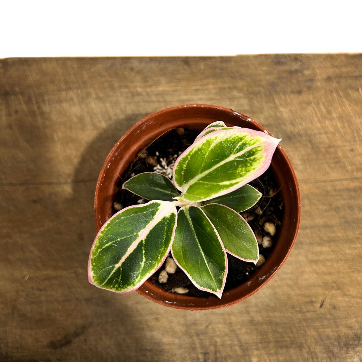 アグラオネマ ロータス デライト「Aglaonema Lotus Delight」5/12-4