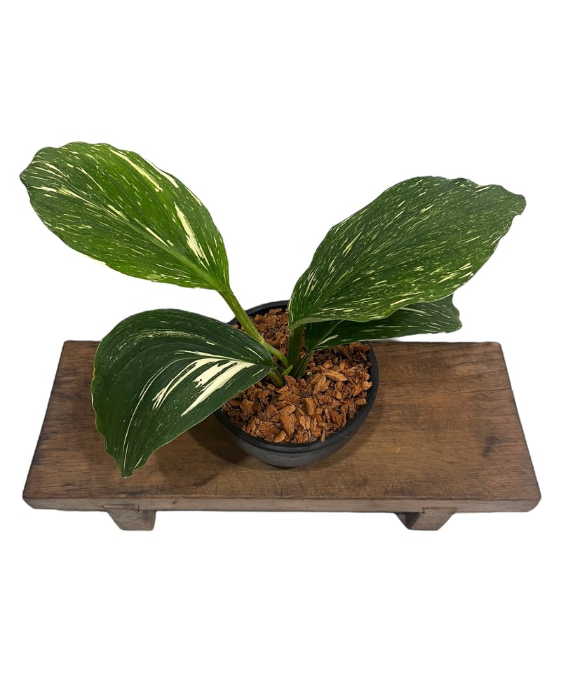 ケンフェリア sp. 斑入 「Kaempferia sp. Variegated」54V |