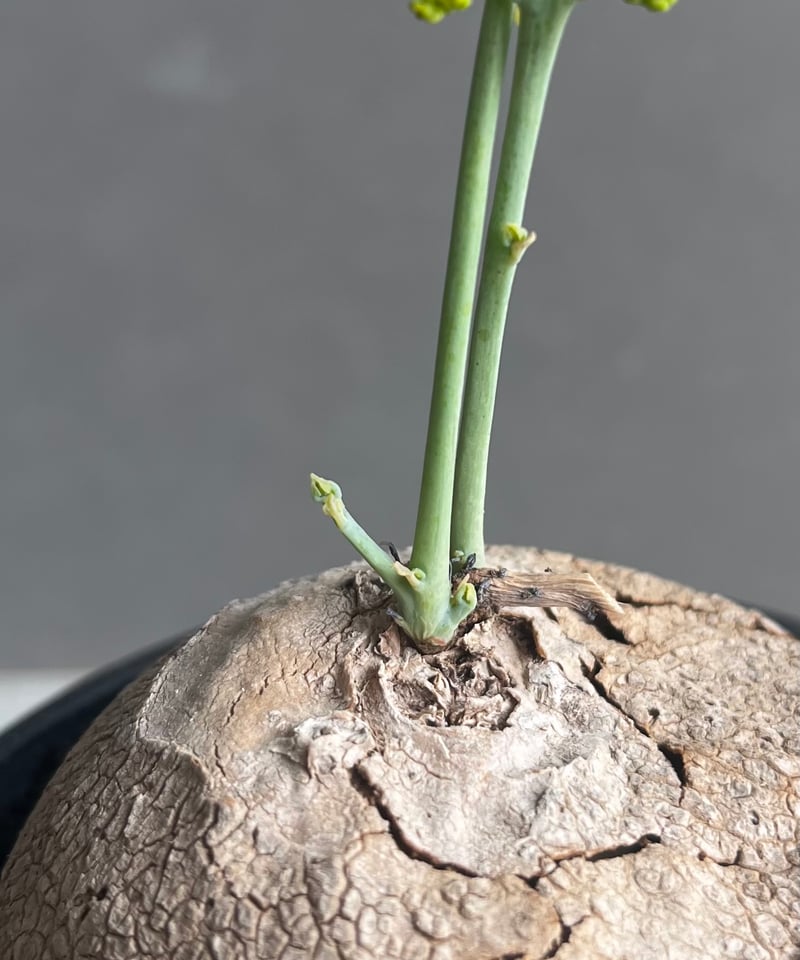 ステファニア エレクタ 「Stephania erecta」46B | SHOUCHIKUEN
