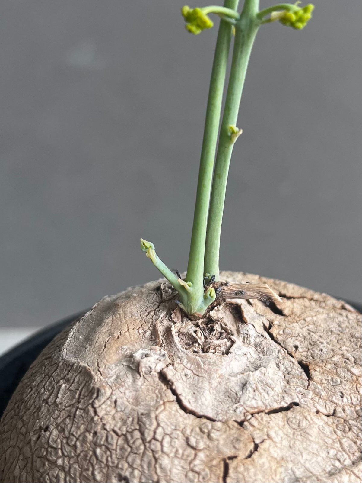 ステファニア エレクタ 「Stephania erecta」46B | SHOUCHIKUEN