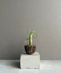 ビルベルギア レプトポーダ + 「plantsmonsters pot Billbergia leptopoda」79N