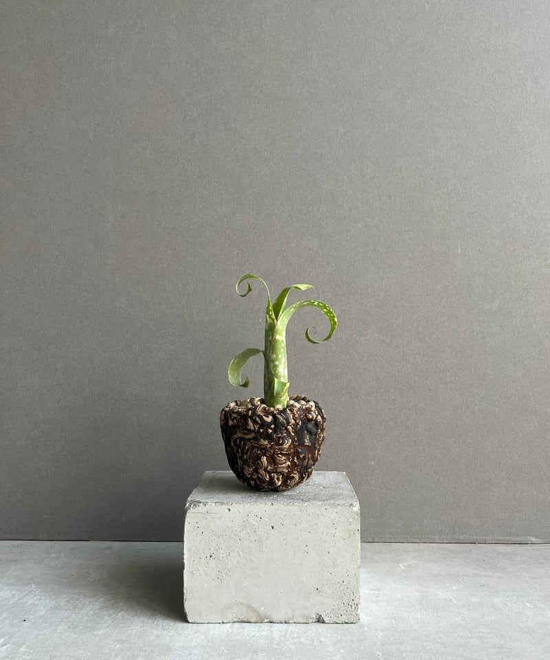 ビルベルギア レプトポーダ + 「plantsmonsters pot Billbergia